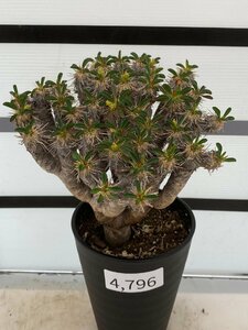 4796 「多肉植物」ユーフォルビア ギラウミニアナ 植え【発根・Euphorbia guillauminiana・発芽開始】