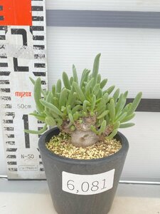 6081 「実生」オトンナ クラビフォリア 植え【発根・多肉植物・Othonna clavifolia・・葉落ちします】