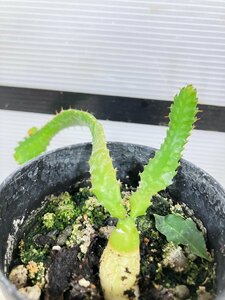 7312 「実生」ユーフォルビア　ステラータ【発根・Euphorbia stellata・飛竜・多肉植物】