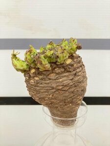 6443 「多肉植物」ユーフォルビア ガトベルゲンシス 抜き苗【5/20最新到着・美株・Euphorbia gatbergensis・鷲卵丸】