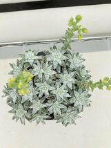 6338 「多肉植物」ダドレア グノマ 植え【発根未確認・・塊根植物・美株・Dudleya gnoma・検）グリーニー】_画像5