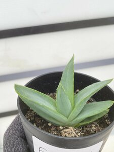 6235 「多肉植物」アロエ ポリフィラ【実生・成長順調厳選株・Aloe polyphylla・多肉植物・発根】