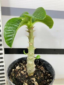 7310 「実生」パキポディウム ウィンゾリ 【種から発芽・発根・Pachypodium windsorii・塊根植物】