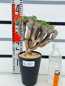 6397 「多肉植物」ユーフォルビア ギラウミニアナ 　植え【発根未確認・Euphorbia guillauminiana・発芽開始】