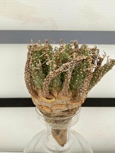 7210 「多肉植物」ユーフォルビア デセプタ 抜き苗【5/20最新到着・美株・Euphorbia decepta】