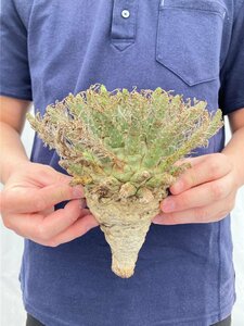 7389 「多肉植物」ユーフォルビア フスカ大 抜き苗【5/20最新到着・美株・Euphorbia fusca・蛮蛇頭】