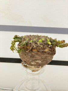 6441 「多肉植物」ユーフォルビア ガトベルゲンシス 抜き苗【5/20最新到着・美株・Euphorbia gatbergensis・鷲卵丸】