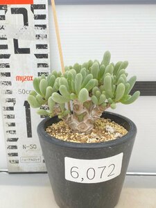 6072 「実生」オトンナ クラビフォリア 植え【発根・多肉植物・Othonna clavifolia・・葉落ちします】