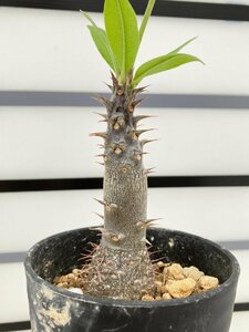 6358 「実生」パキポディウム マカイエンセ 植え【種から発芽！・発根・Pachypodium makayense・塊根植物】