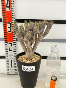 6424 「多肉植物」ユーフォルビア ギラウミニアナ 植え【発根未確認・Euphorbia guillauminiana・発芽開始】
