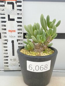 6068 「実生」オトンナ クラビフォリア 植え【発根・多肉植物・Othonna clavifolia・・葉落ちします】