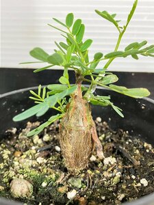 7264 「実生」センナ　メリディオナリス【種から発芽！・発根・Senna meridionalis・葉落ちします】