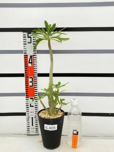 6405 「塊根植物」ドルステニア ギガス 植え【発根開始・発芽開始・Dorstenia gigas・多肉植物】