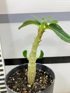 7309 「実生」パキポディウム ウィンゾリ 【種から発芽・発根・Pachypodium windsorii・塊根植物】