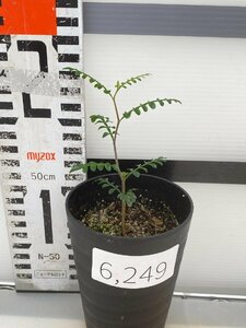 6249 「実生株」オペルクリカリア デカリー【種から発芽！・発根株・Operculicarya decaryi・塊根植物・葉落ちします】