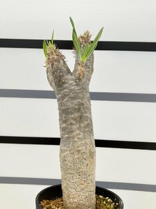 6373 「塊根植物」パキポディウム イノピナツム 植え【発根未確認・マダガスカル・inopinatum】