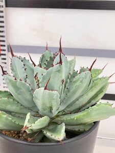 6341 「多肉植物」アガベ キュービック【美株・発根・Agave potatorum f.monstrosa 'cubic'】