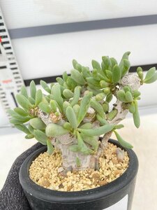 6076 「実生」オトンナ クラビフォリア 植え【発根・多肉植物・Othonna clavifolia・・葉落ちします】