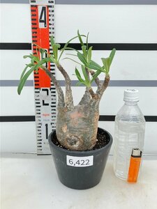 6422 「塊根植物」パキポディウム グラキリス ML 植え【発根未確認・確認済み・gracilius・マダガスカル】