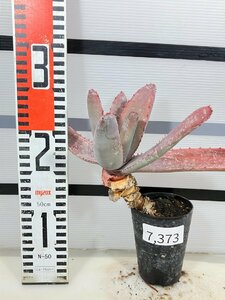 7373 「実生」アロエ パキダクティロス【多肉植物・アロエ・種から発芽！Aloe pachydactylos】