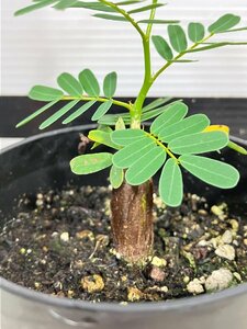 7262 「実生」センナ　メリディオナリス【種から発芽！・発根・Senna meridionalis・葉落ちします】