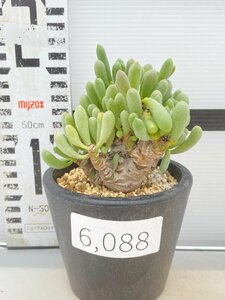 6088 「実生」オトンナ クラビフォリア 植え【発根・多肉植物・Othonna clavifolia・・葉落ちします】