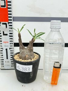 6383 「塊根植物」パキポディウム グラキリス S 植え【発根未確認・確認済み・gracilius・マダガスカル】