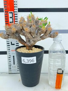6396 「多肉植物」ユーフォルビア ギラウミニアナ 　植え【発根未確認・Euphorbia guillauminiana・発芽開始】