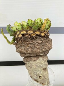 6433 「多肉植物」ユーフォルビア ガトベルゲンシス 抜き苗【5/20最新到着・美株・Euphorbia gatbergensis・鷲卵丸】