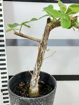 7365 「実生」コミフォラ オルビクラリス【発根・commiphora orbicularis・塊根植物】_画像5