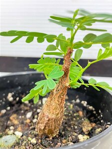 7271 「実生」センナ　メリディオナリス【種から発芽！・発根・Senna meridionalis・葉落ちします】