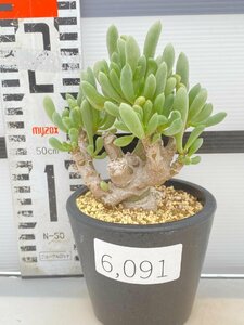 6091 「実生」オトンナ クラビフォリア 植え【発根・多肉植物・Othonna clavifolia・・葉落ちします】