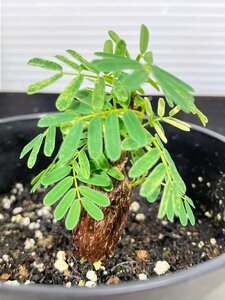 7273 「実生」センナ　メリディオナリス【種から発芽！・発根・Senna meridionalis・葉落ちします】