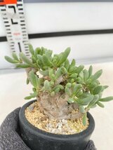 6076 「実生」オトンナ クラビフォリア 植え【発根・多肉植物・Othonna clavifolia・・葉落ちします】_画像3