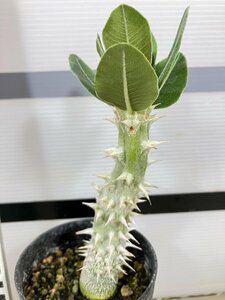 7319 「実生」パキポディウム 札落ち株【大株・発根・Pachypodium・花、葉落ちします】（