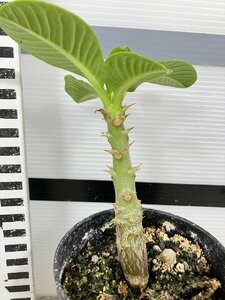 7304 「実生」パキポディウム ウィンゾリ 【種から発芽・発根・Pachypodium windsorii・塊根植物】