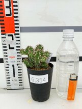 6354 「多肉植物」ユーフォルビア ノベリー 植え【発根未確認・塊根植物・Euphorbia knobelii・閃光閣】_画像7