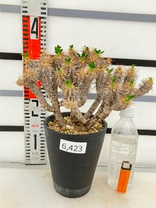 6423 「多肉植物」ユーフォルビア ギラウミニアナ 　植え【発根未確認・Euphorbia guillauminiana・発芽開始】