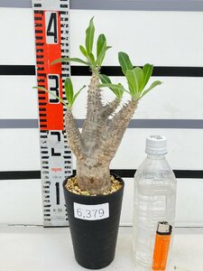 6379 「塊根植物」パキポディウム エニグマティクム 植え【発根未確認・Pachypodium enigmaticum・多肉植物】