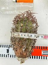7235 「多肉植物」ユーフォルビア ステリスピナ 抜き苗【5/20最新到着・美株・Euphorbia stellispina・群星冠】_画像6