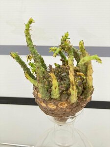 6439 「多肉植物」ユーフォルビア ガトベルゲンシス 抜き苗【5/20最新到着・美株・Euphorbia gatbergensis・鷲卵丸】