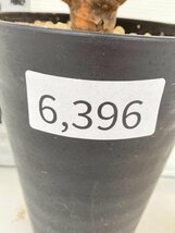 6396 「多肉植物」ユーフォルビア ギラウミニアナ 　植え【発根未確認・Euphorbia guillauminiana・発芽開始】_画像5
