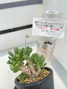 8516 「実生」オトンナ クラビフォリア 植え【発根・多肉植物・Othonna clavifolia・・葉落ちします・購入でパキプス種子プレゼント】