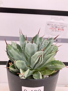 9489 「多肉植物」アガベ キュービック【美株・発根・Agave potatorum f.monstrosa 'cubic'・購入でパキプス種子プレゼント】