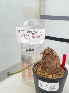 8634 「塊根植物」ペラルゴニウム トリステ 植え【発根・発芽・Pelargonium triste・削れ・割れアリ・購入でパキプス種子プレゼント】