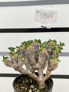 9482 「多肉植物」ユーフォルビア ギラウミニアナ 植え【Euphorbia guillauminiana・発根・発芽開始・購入でパキプス種子プレゼント】