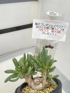 8518 「実生」オトンナ クラビフォリア 植え【発根・多肉植物・Othonna clavifolia・・葉落ちします・購入でパキプス種子プレゼント】