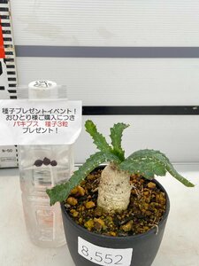 8552 「実生」ユーフォルビア　ステラータ大【発根・Euphorbia stellata・飛竜・多肉植物・購入でパキプス種子プレゼント】