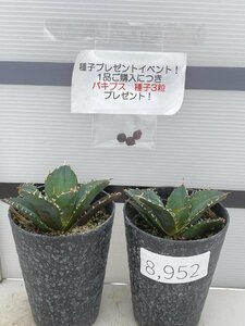 8952 「激レア高級品種」アガベ チタノタ 白鯨 2株セット【発根・多肉植物・Agave Titanota White Whale・購入でパキプス種子プレゼント】