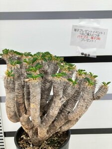 9466 「多肉植物」ユーフォルビア ギラウミニアナ 植え【Euphorbia guillauminiana・発根・発芽開始・購入でパキプス種子プレゼント】